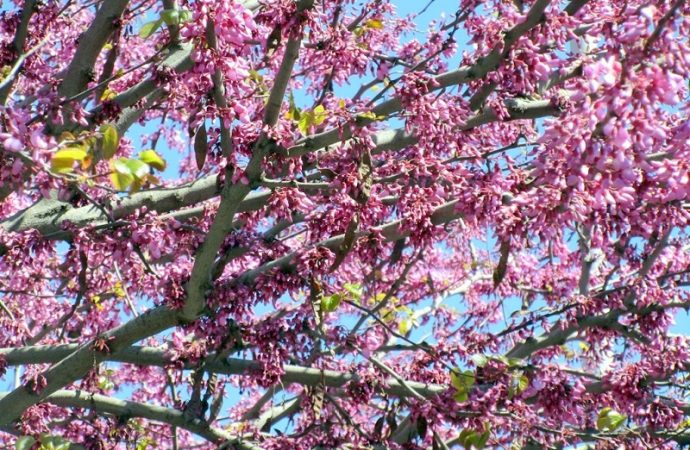 Иудино дерево