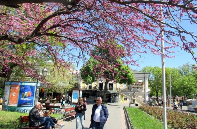 Иудино дерево в одесском Горсаду