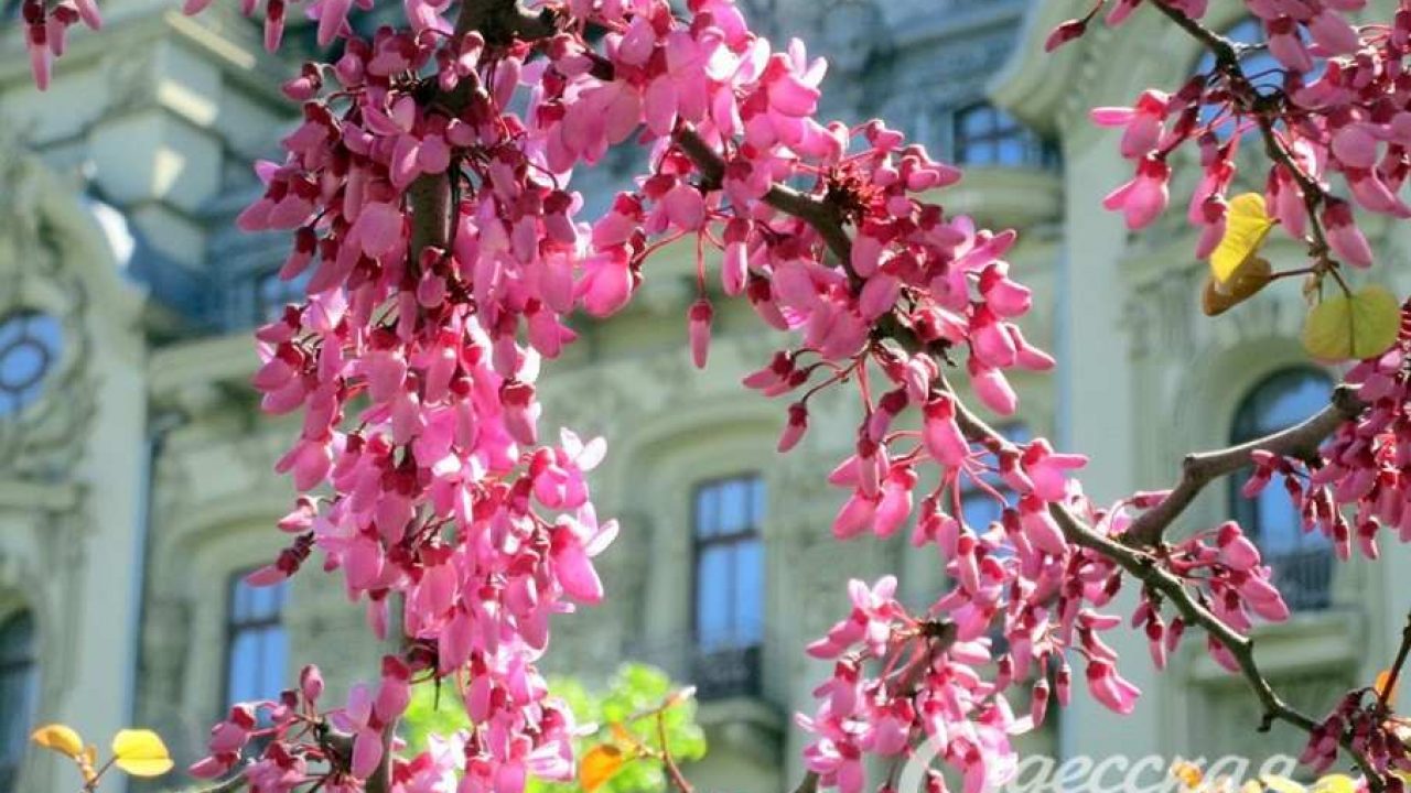 В Одессе зацвели иудины деревья | Новости Одессы