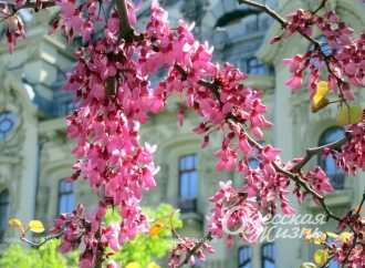 Краса по-одеськи: де можна милуватися квітучими іудиними деревами (фоторепортаж)