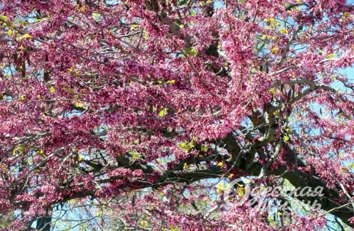 Весна в Одессе