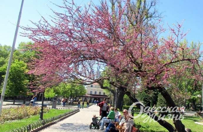 Горсад Одессы, цветущее иудино дерево
