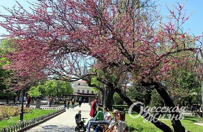 Иудино дерево