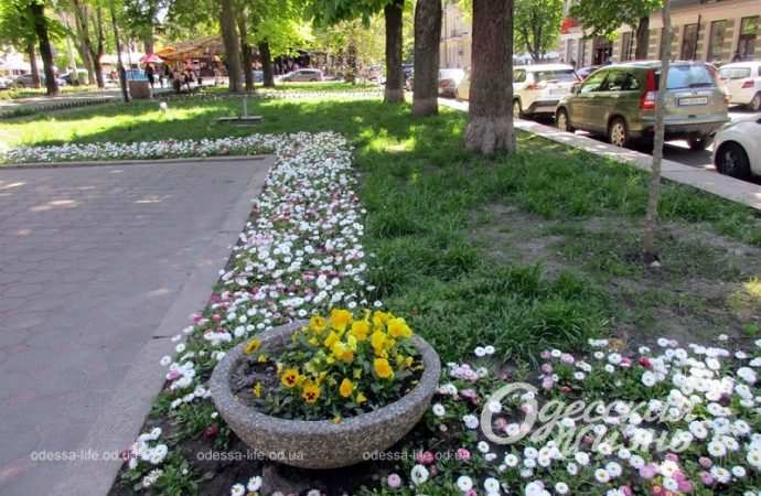 Май в Одессе, клумба