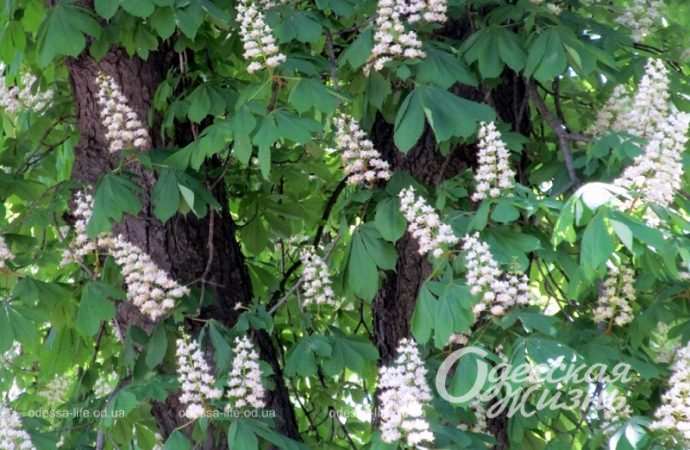 В Одессе цветут каштаны