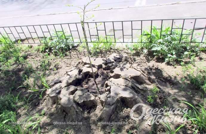 Май в Одессе, саженец