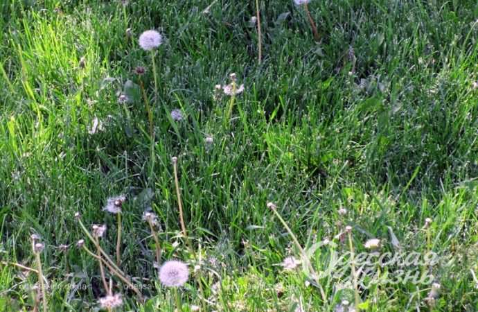 Майская зелень в Одессе