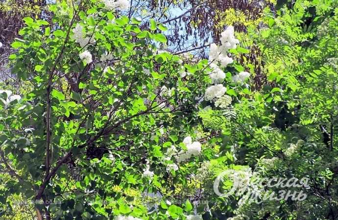 Май в Одессе, зелень