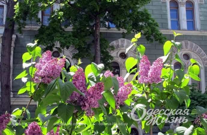Погода в Одессе 7 мая: будет ли воскресенье таким же теплым, как суббота?