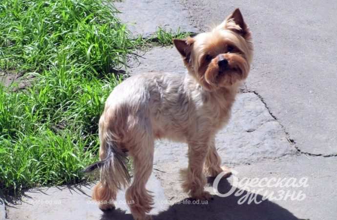 Май в Одессе, собачка