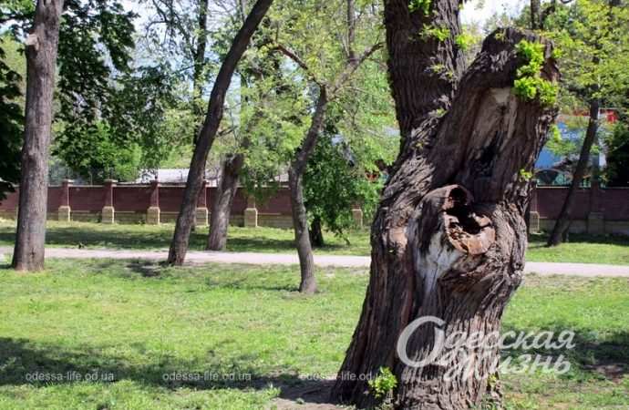 Одесский Преображенский парк, дерево