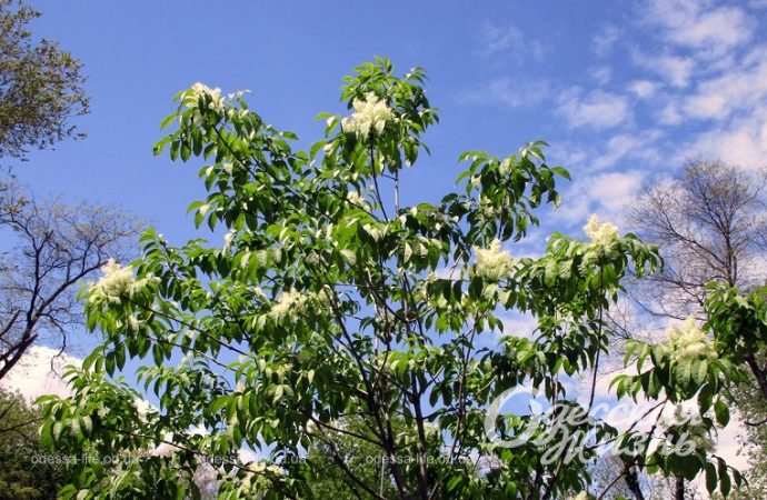 Одесский Преображенский парк, белая сирень