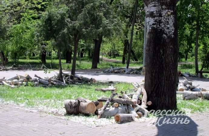 Одесский Преображенский парк, дрова