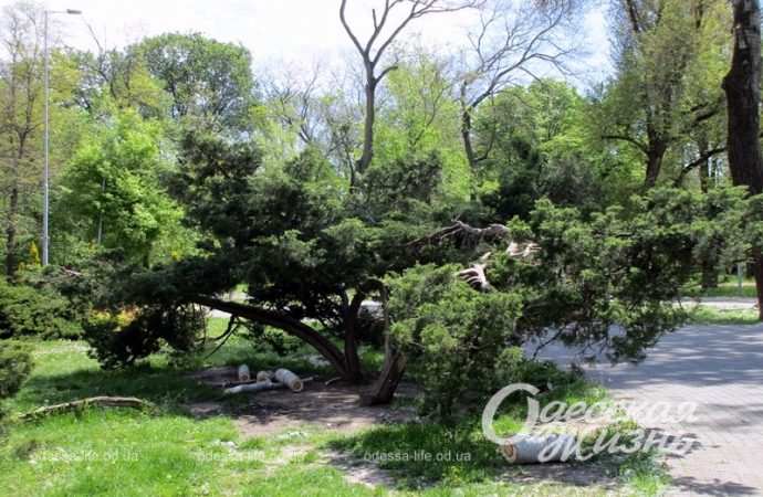Одесский Преображенский парк, заросли