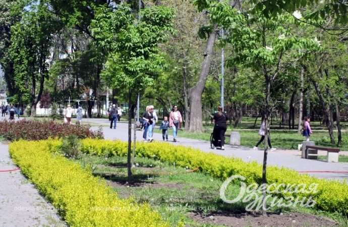 В Одессе закупят саженцы деревьев на 6 млн гривен