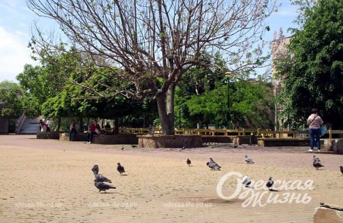 Площадь Белой акации4