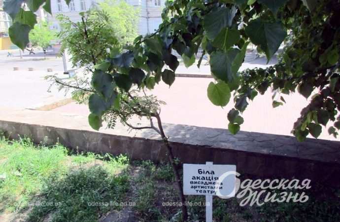 Площадь Белой акации6