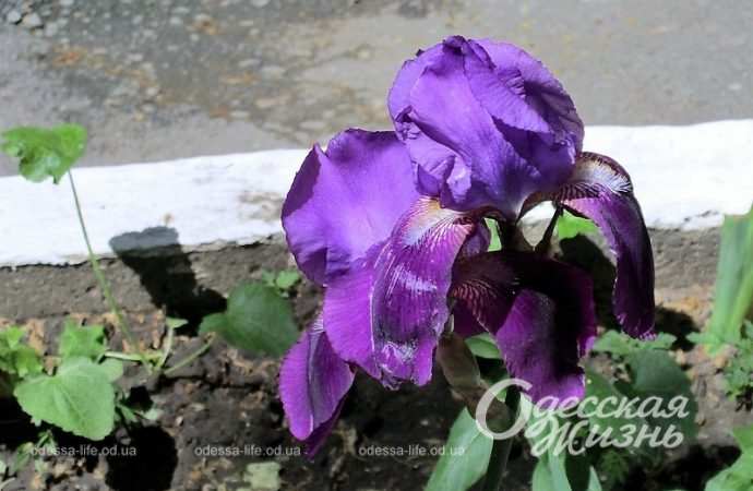 Цветы в одесских двориках5