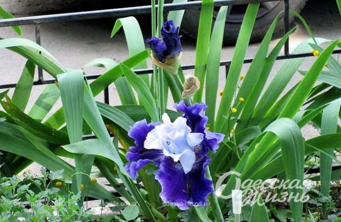 Цветы в одесских двориках6