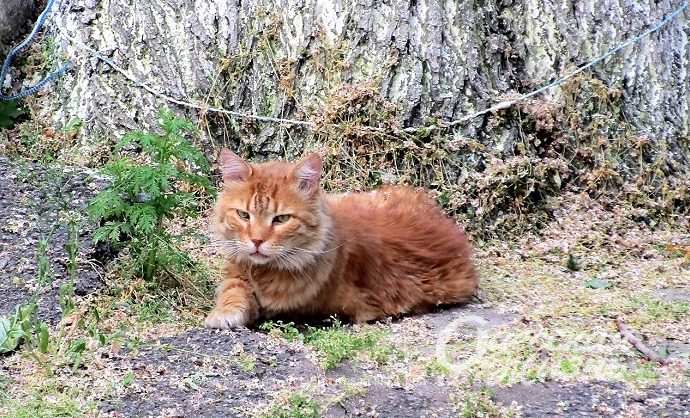 Одесские котики