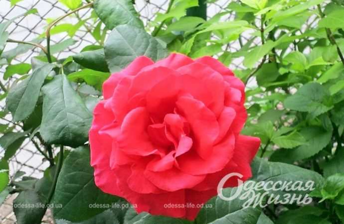 Цветы в одесских двориках