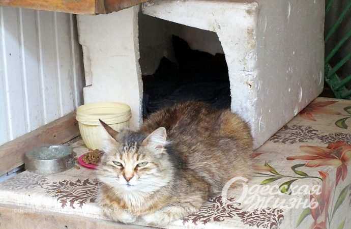 Одесский котик