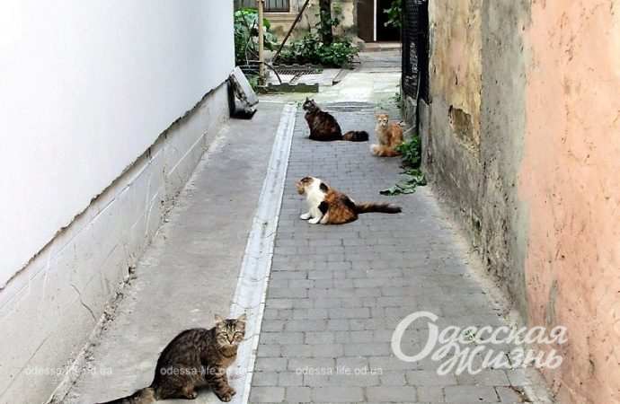 Одесский дворик с котиками
