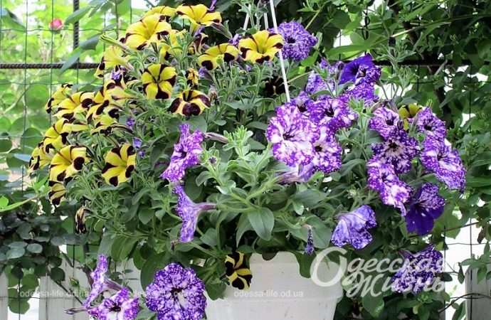 Цветы в одесских двориках2