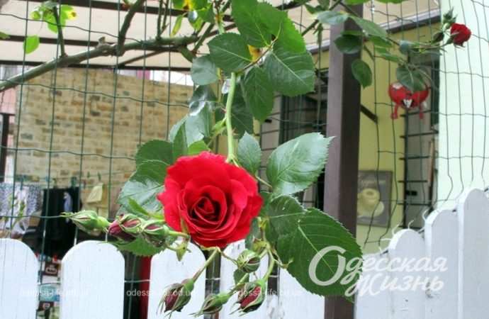 Цветы в одесских двориках2