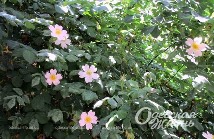 Цветы в одесских двориках3