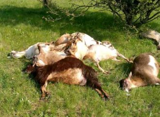 На Одещині виявили масове отруєння тварин: що відомо?