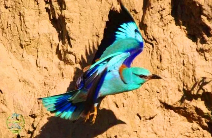 На Одещину завітали рідкісні тропічні птахи: в чому причина? (фото)