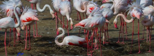 Сотни розовых фламинго решили поселиться в Одесской области (фото)
