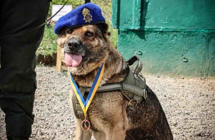 Собаку одесских гвардейцев удостоили почетной награды (фото)