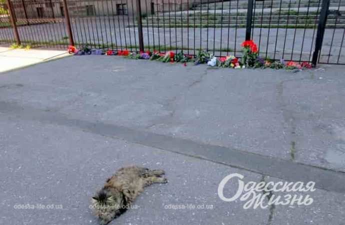 Одесский котик на Куликовом поле