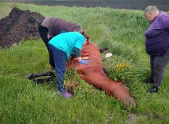 Не нікотин, але теж отрута: що вбило коня в селі Одеської області