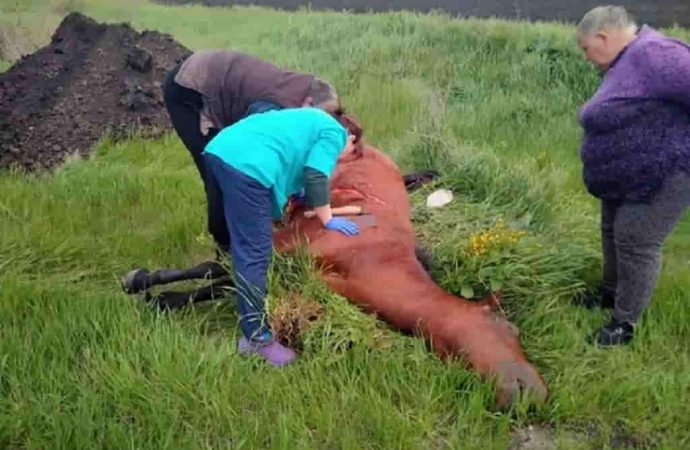 Не никотин, но тоже яд: что убило лошадь в селе Одесской области