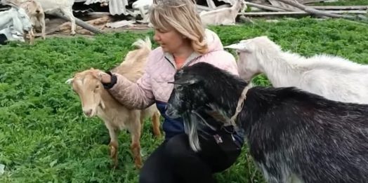 80 коз: бывшая глава сельсовета на Одесщине превратила хобби в собственное дело (видео)