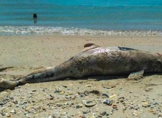 Більше ста дельфінів загинуло у Чорному морі у квітні: екологи б’ють на сполох (відео)