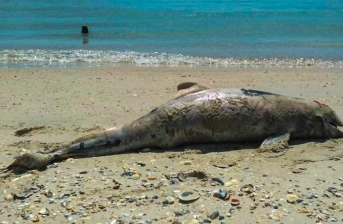 Более ста дельфинов погибло в Черном море в апреле: экологи бьют тревогу (видео)