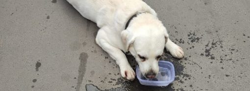В Одессе женщина бросила собаку в душном авто и пошла развлекаться