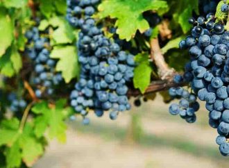 В Одессе пройдет дегустация вин из особого одесского сорта винограда