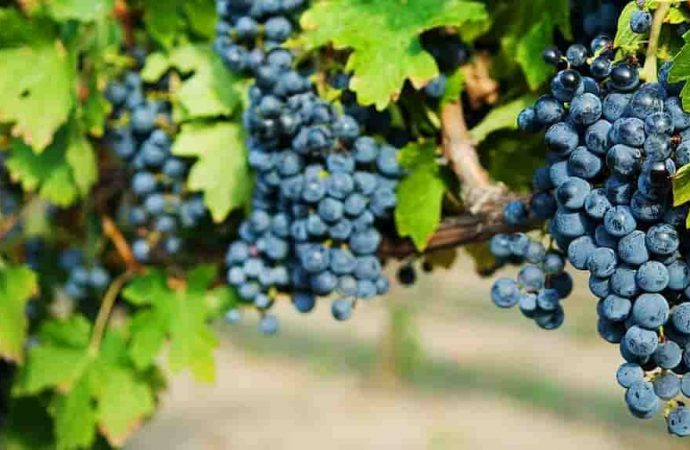 В Одессе пройдет дегустация вин из особого одесского сорта винограда