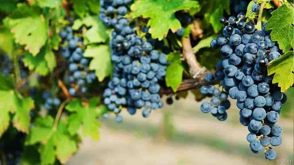 Виноград одесская. Одесский черный сорт винограда. Сорт винограда Одесса. Виноград Бако. Виноград растрепа.