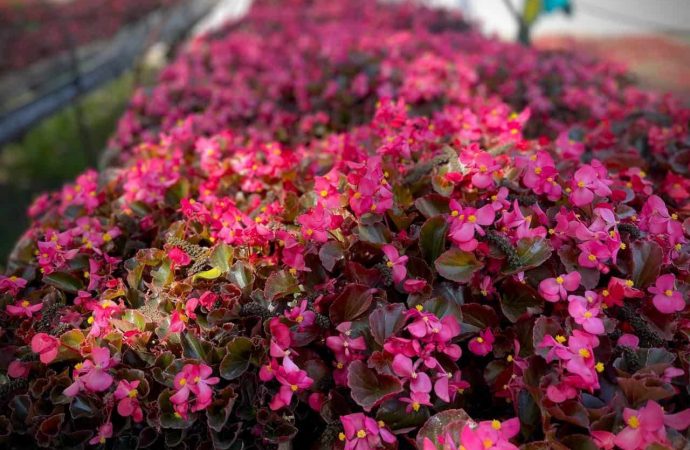 Квітів у Одесі стане набагато більше: що сталося (фото)