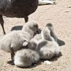 В Одессе появились птенцы черных лебедей