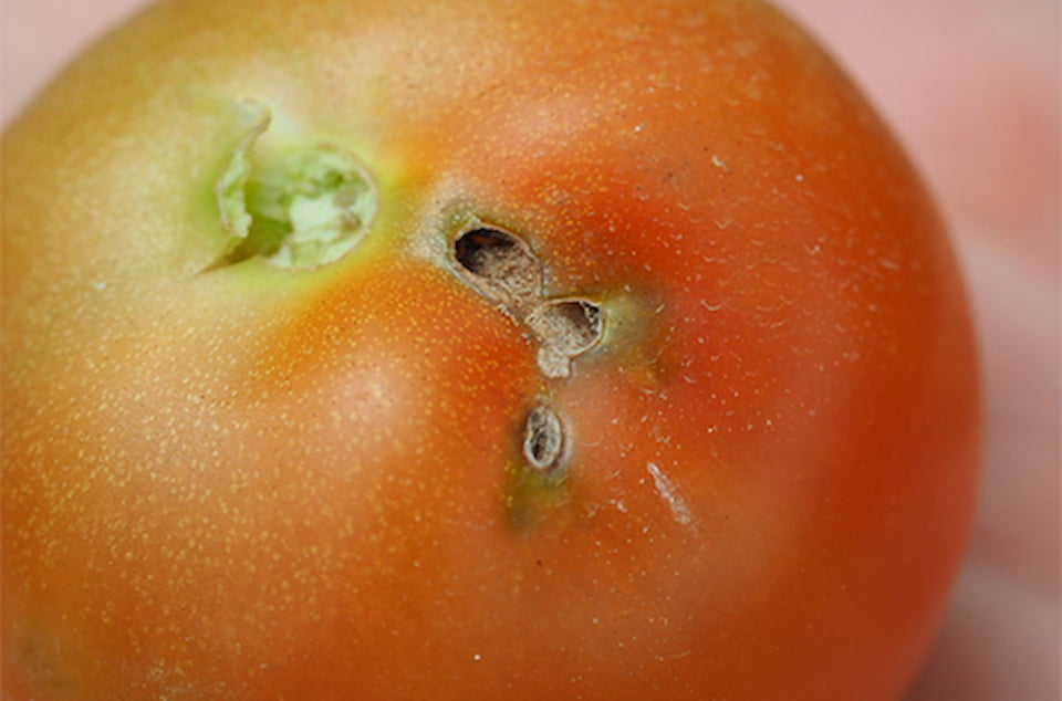 поврежденный томатной молью помидор