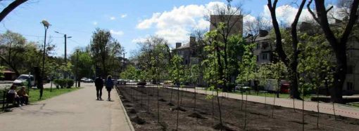 В Одессе преображают Прохоровский сквер: там будут особые деревья