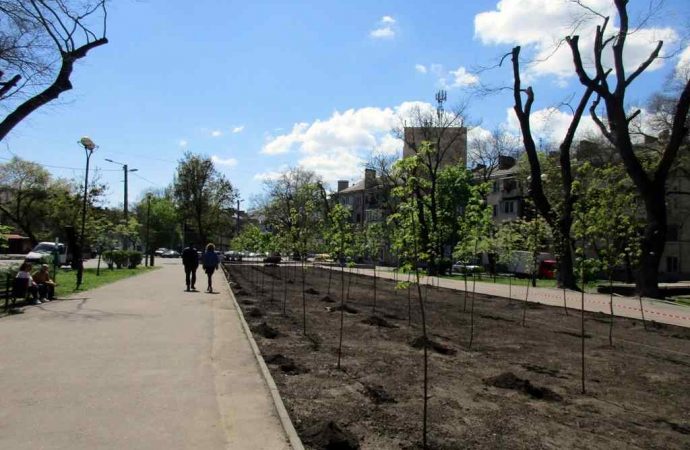 В Одесі преображають Прохорівський сквер: там будуть особливі дерева