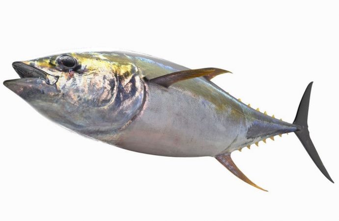 тунец рыба